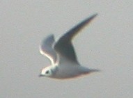 Ross' Gull in C Spain